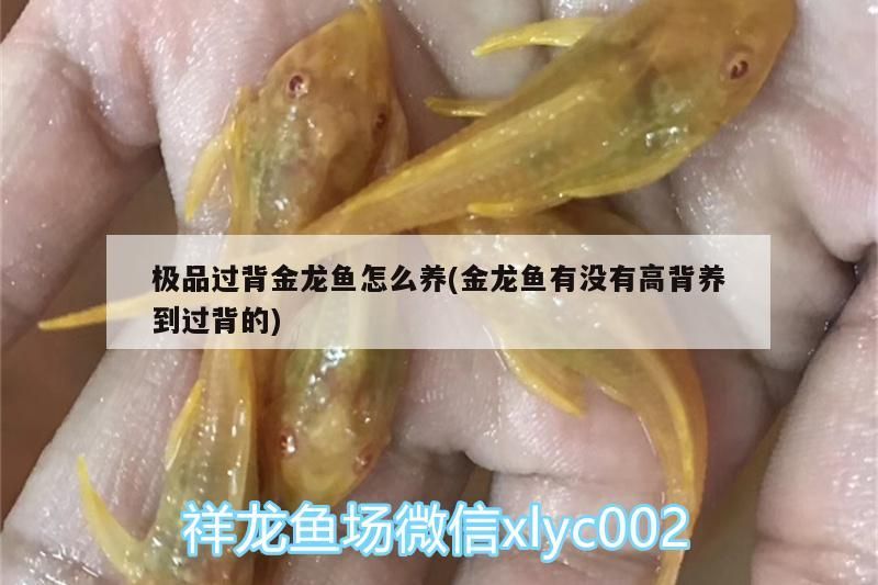極品過背金龍魚怎么養(金龍魚有沒有高背養到過背的)