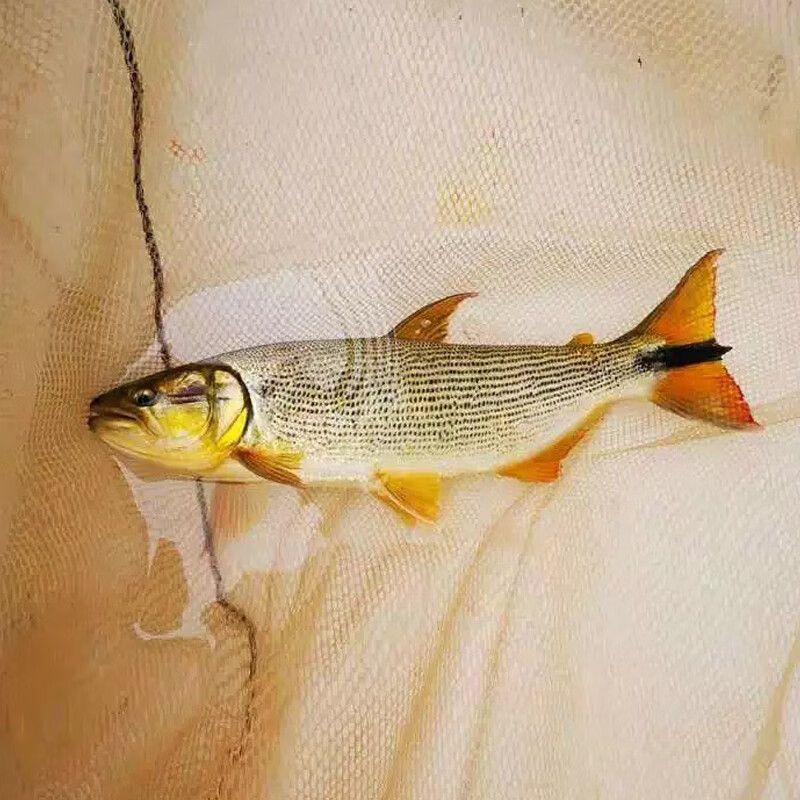 如何判斷黃金河虎魚發情,如何判斷黃金河虎魚發情?