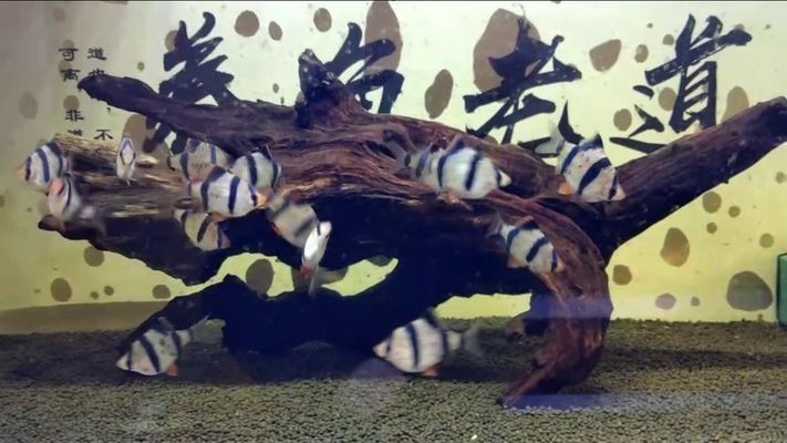 四紋虎魚繁殖技術要點，四紋虎魚繁殖后水質調控,虎皮魚繁殖成功案例分享