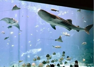 水族館專家如何指導繁殖（水族館專家在指導金龍魚繁殖過程中的關鍵環節）