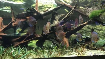 水族館專家如何指導繁殖（水族館專家在指導金龍魚繁殖過程中的關鍵環節）