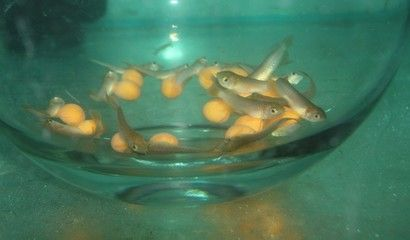 金龍魚繁殖環境布置技巧：金龍魚的繁殖環境布置