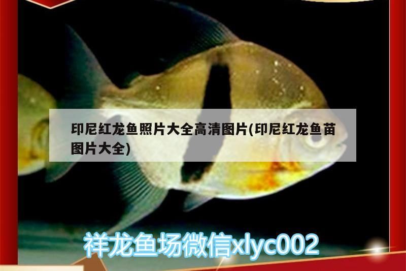 印尼紅龍魚照片大全高清圖片(印尼紅龍魚苗圖片大全)