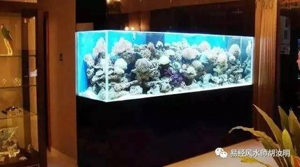 大湖紅龍魚對比印尼紅龍魚哪個好養(yǎng)