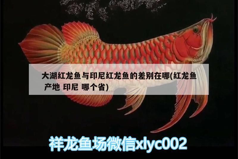 大湖紅龍魚與印尼紅龍魚的差別在哪(紅龍魚產(chǎn)地印尼哪個(gè)省)
