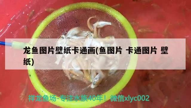 龍魚圖片壁紙卡通畫(魚圖片卡通圖片壁紙)