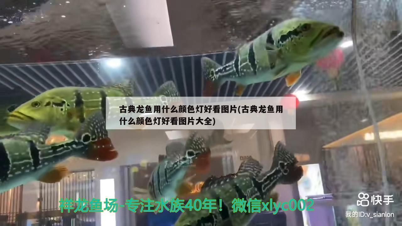 古典龍魚用什么顏色燈好看圖片(古典龍魚用什么顏色燈好看圖片大全)
