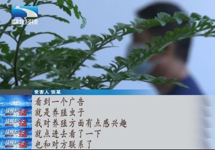 元寶鳳凰吃蛋白蟲嗎：元寶鳳凰的食物種類比較雜，幾乎什么食物都可以吃
