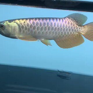 藍(lán)底龍魚用什么顏色的燈比較好