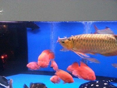武漢紅龍魚價格表最新：怎樣的走勢，武漢紅龍魚價格飆升至300萬