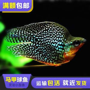 黑金魟魚跟珍珠魟區別：黑金魟魚和珍珠[需手動填充]有什么區別？