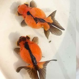 黑金魟魚跟珍珠魟區別：黑金魟魚和珍珠[需手動填充]有什么區別？