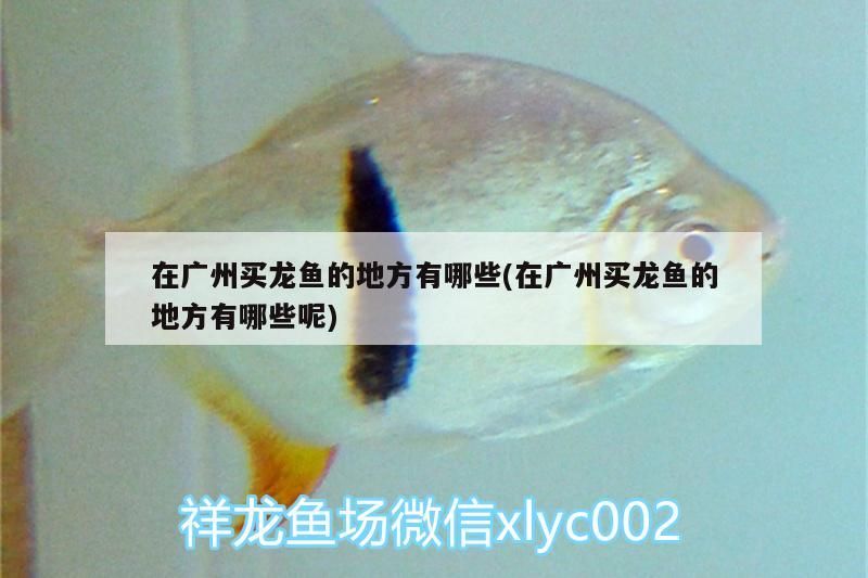 在廣州買龍魚的地方有哪些(在廣州買龍魚的地方有哪些呢)