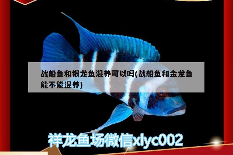 戰船魚和銀龍魚混養可以嗎(戰船魚和金龍魚能不能混養)