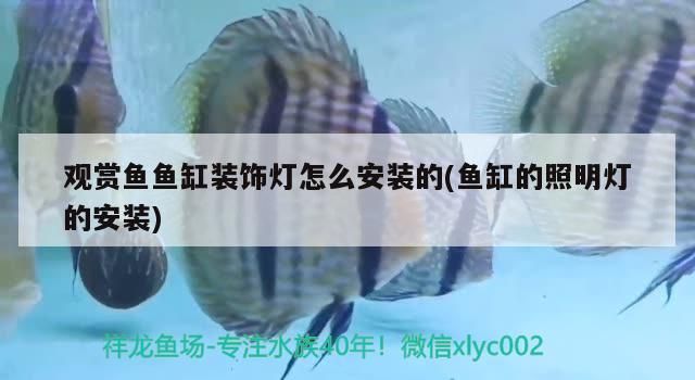 觀賞魚魚缸裝飾燈怎么安裝的(魚缸的照明燈的安裝)