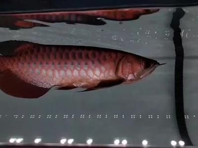 過背金龍魚喂什么發色好一點呢圖片：過背金龍魚發色與其血統、食物、生活環境等因素密切相關