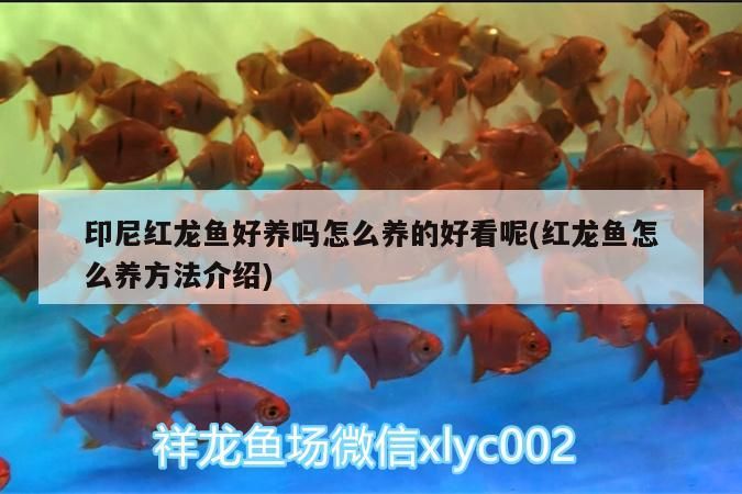 印尼紅龍魚好養嗎怎么養的好看呢(紅龍魚怎么養方法介紹)