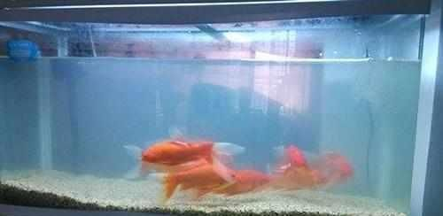 魚缸好壞的幾個標(biāo)準(zhǔn)是什么意思，如何維護(hù)魚缸水質(zhì) 魚缸好壞的幾個標(biāo)準(zhǔn)是什么意思，如何維護(hù)魚缸水質(zhì) 魚缸百科 第7張