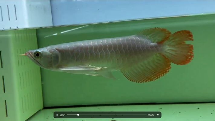 大湖紅龍怎么樣值得養(yǎng)嗎：大湖紅龍魚觀賞與飼養(yǎng)指南