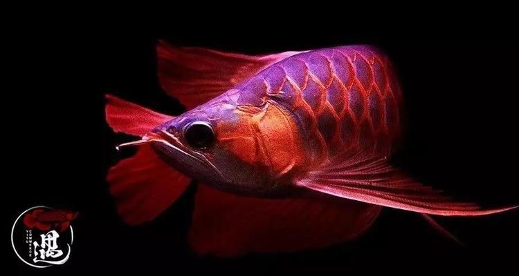 大湖紅龍發(fā)色怎么樣：大湖紅龍發(fā)色雖慢，但憑借獨(dú)特的層次感和自然過(guò)渡效果