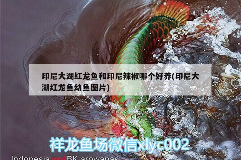 印尼大湖紅龍魚和印尼辣椒哪個好養(yǎng)(印尼大湖紅龍魚幼魚圖片)