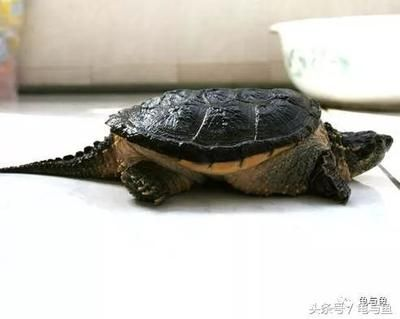 豬鼻龜到底是龜還是鱉：豬鼻龜屬于海龜嗎