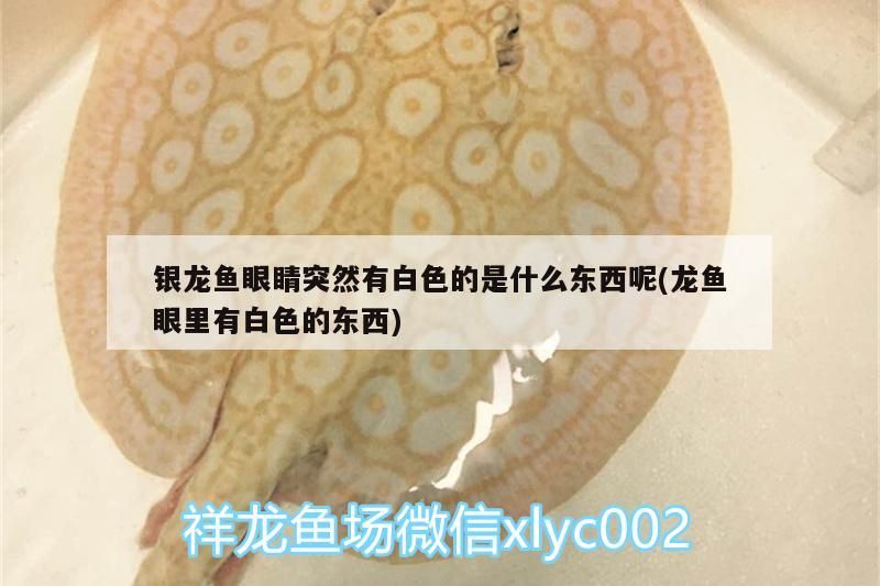 銀龍魚眼睛突然有白色的是什么東西呢(龍魚眼里有白色的東西)