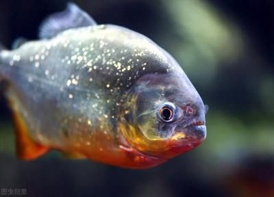 虎魚(yú)種類(lèi)介紹圖片：泰國(guó)虎魚(yú)是虎魚(yú)種類(lèi)中最貴的品種，泰國(guó)虎魚(yú)種類(lèi)介紹