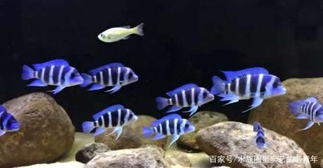 虎魚(yú)種類(lèi)介紹圖片：泰國(guó)虎魚(yú)是虎魚(yú)種類(lèi)中最貴的品種，泰國(guó)虎魚(yú)種類(lèi)介紹