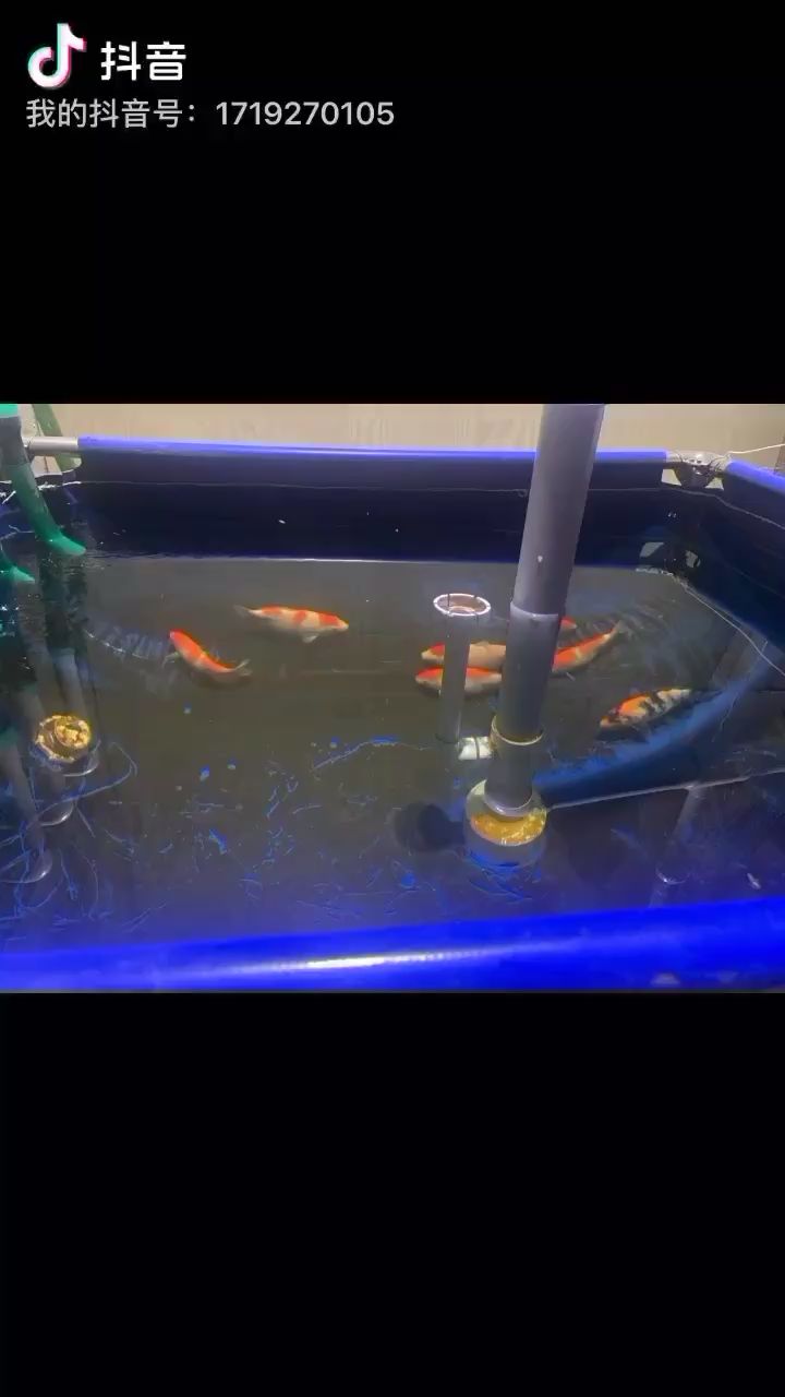 洗個(gè)沉淀 洗個(gè)沉淀 紅龍魚(yú)百科 第1張