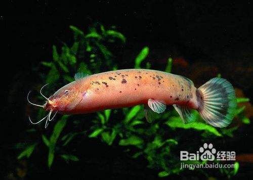 龍魚吃的飼料魚是什么魚做的