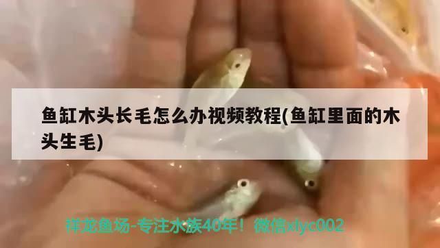魚缸木頭長毛怎么辦視頻教程(魚缸里面的木頭生毛)