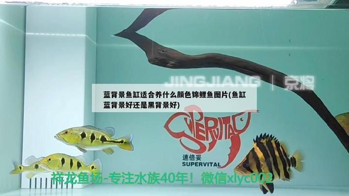 錦鯉魚缸背景圖什么樣的好，錦鯉魚缸背景圖的選擇應考慮其顏色和設計，以提升觀賞效果并營造舒適環境