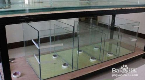 龍魚魚缸過濾怎么做，龍魚魚缸的過濾系統是確保水質清潔和維持生態平衡的關鍵