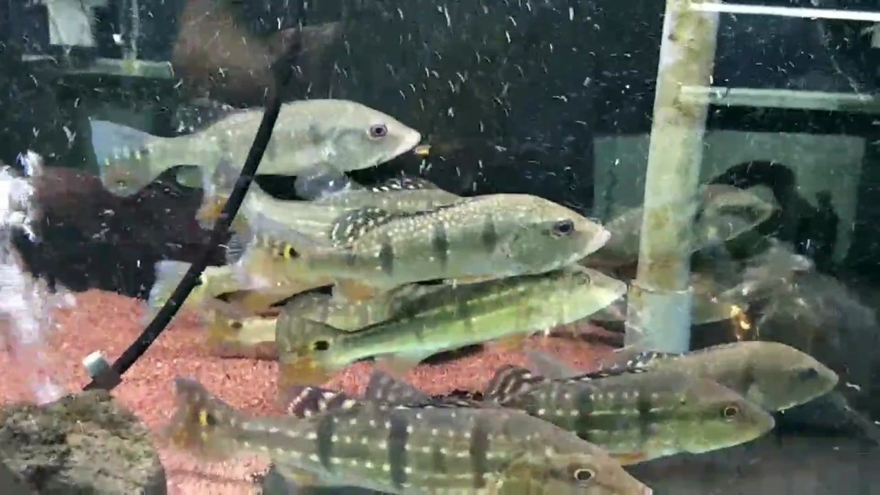 豬鼻龜算風水魚嗎為什么