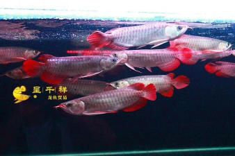 紅眼白子魟魚：紅眼白子魟魚是一種什么樣的魚？
