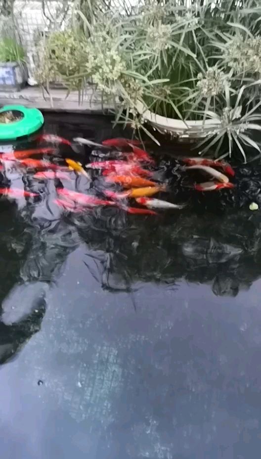 隨州水族館土炮加陋也折騰了1年終于達到理想狀態