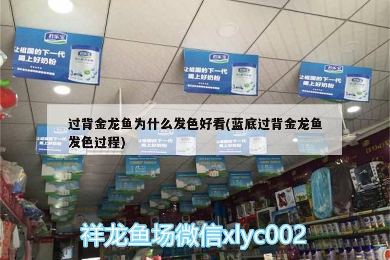 過背金龍魚為什么發色好看(藍底過背金龍魚發色過程)