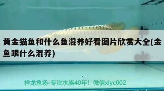 黃金貓魚和什么魚混養好看圖片欣賞大全(金魚跟什么混養) 黃金貓魚和什么魚混養好看圖片欣賞大全(金魚跟什么混養) 黃金貓魚百科 第3張