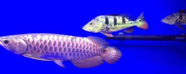 虎魚缸背景色選擇的科學依據，關于虎魚缸背景色選擇的科學依據