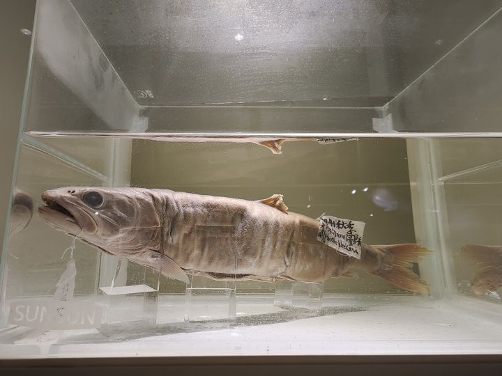 虎魚體型研究：虎魚的體型特征 虎魚體型研究：虎魚的體型特征 虎魚百科 第1張
