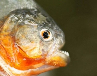 虎魚體型研究：虎魚的體型特征 虎魚體型研究：虎魚的體型特征 虎魚百科 第3張