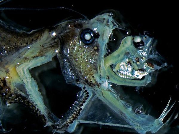 虎魚體型研究：虎魚的體型特征 虎魚體型研究：虎魚的體型特征 虎魚百科 第4張