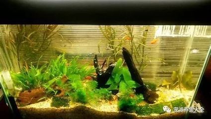 大湖紅龍魚特點介紹圖片視頻
