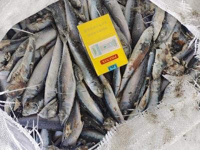 大湖紅龍魚特點介紹圖片視頻