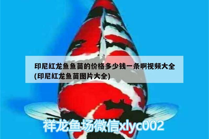 印尼紅龍魚魚苗的價格多少錢一條啊視頻大全(印尼紅龍魚苗圖片大全) 印尼紅龍魚魚苗的價格多少錢一條啊視頻大全(印尼紅龍魚苗圖片大全) 紅龍魚百科 第2張