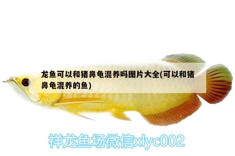 龍魚可以和豬鼻龜混養嗎圖片大全(可以和豬鼻龜混養的魚)