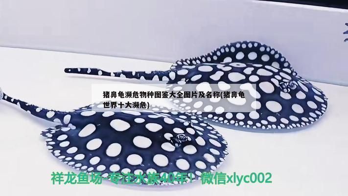 豬鼻龜是保護(hù)動物么嗎：豬鼻龜是保護(hù)動物嗎 豬鼻龜是保護(hù)動物么嗎：豬鼻龜是保護(hù)動物嗎 豬鼻龜百科 第10張