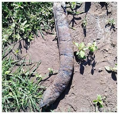 最貴紅龍魚價格多少錢一條：探尋最貴紅龍魚的價格之謎