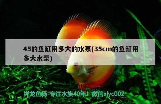 金龍魚水泵流量：關于金龍魚水泵流量的詳細解答